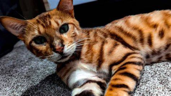 A bengal cat owned by Tom Brady walks into frame