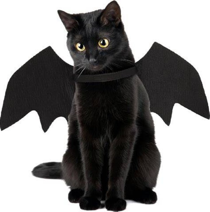 cat bat wings