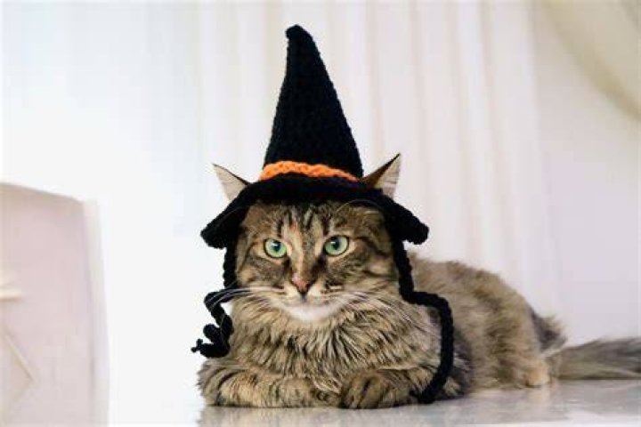 cat witch