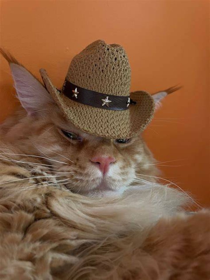 cowboy cat