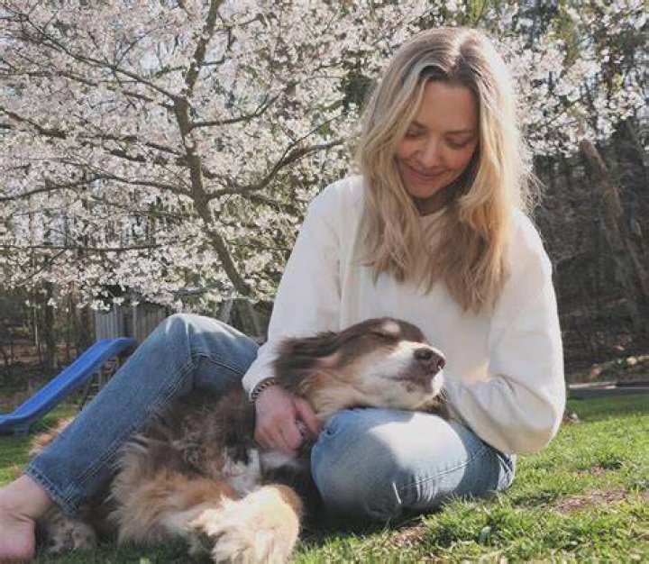dogs amanda h