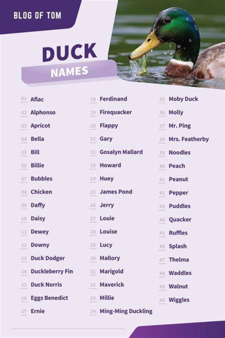 Duck Names (Cute, Cool & Funny Ideas For Males & Females) Funny animal names, Cute pet names