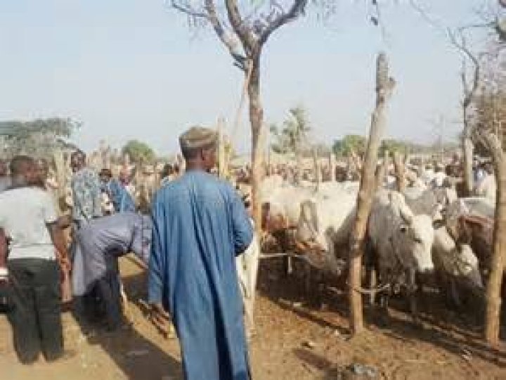 Kulan Allah Cattle Rearers Association of Nigeria warns its members to avoid involvement in public protests