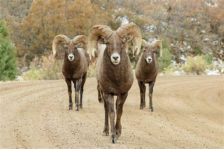 Malawi Charging BigHorn