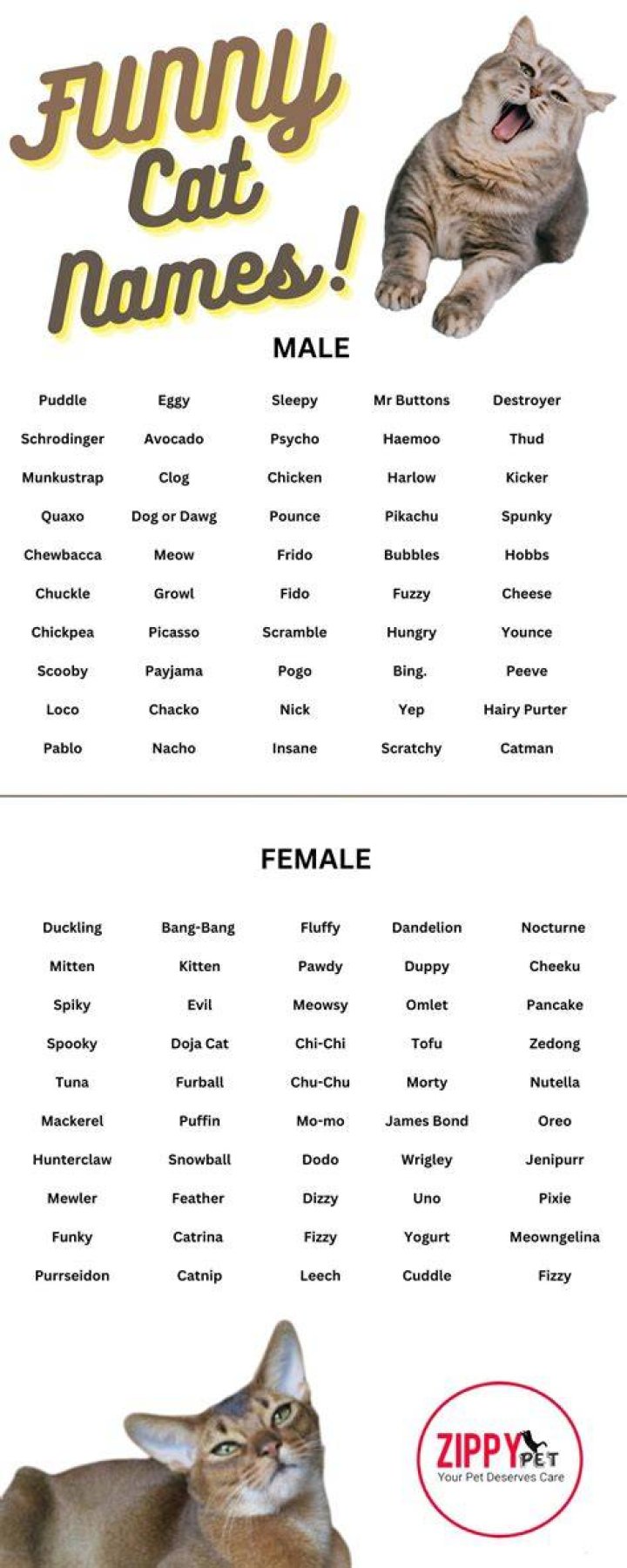 Names Find Cat Names Funny cat names, Kitten names boy, Cute cat names