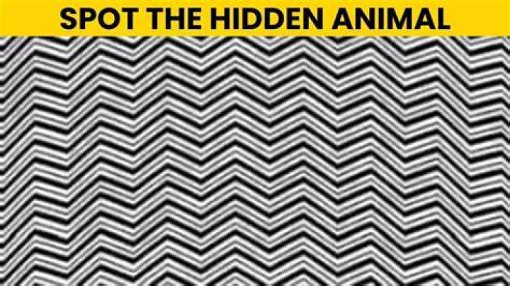 Optical Illusion Brain Test: If you have Sharp Eyes find the Word Hat among Hay in 12 Seconds