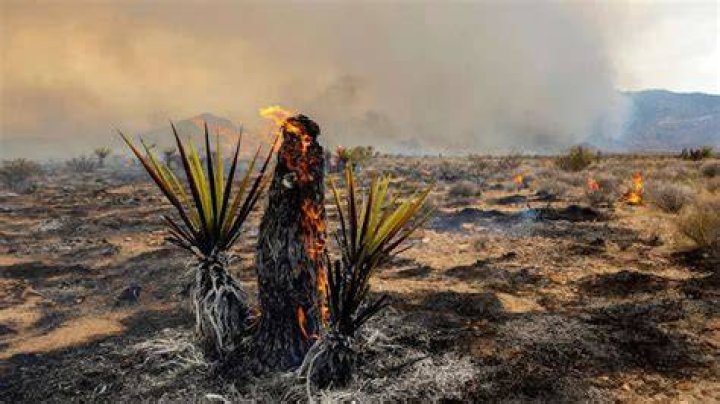 PHOTO: A Joshua Tree burns during the York Fire, July 30, 2023, in the Mojave National Preserve, Calif.