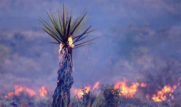 PHOTO: Yuccas burn during the York Fire in the Mojave National Preserve on July 30, 2023.
