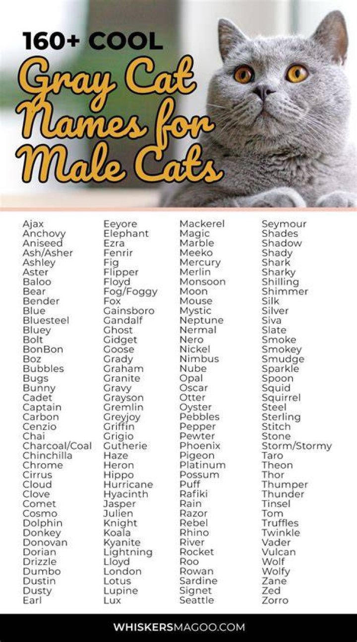 Unique Boy Cat Names Grey