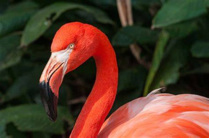 What does a Pink Flamingo in your Front Yard mean? 7 Messages