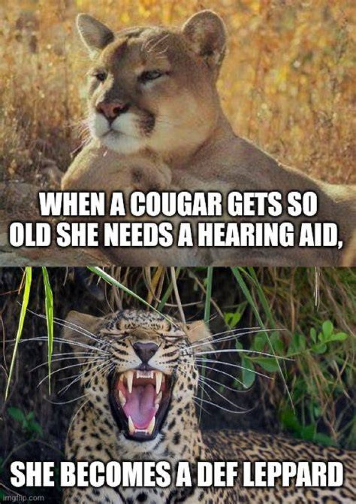 When A Cougar Gets So Old She Needs A Hearing Aid Two Word...